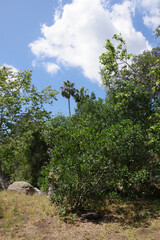 Southern California forest landscape in the coastal hills in springtime