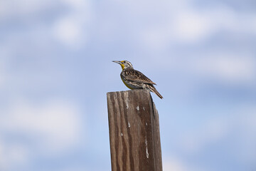 The western meadowlark - Sturnella neglecta