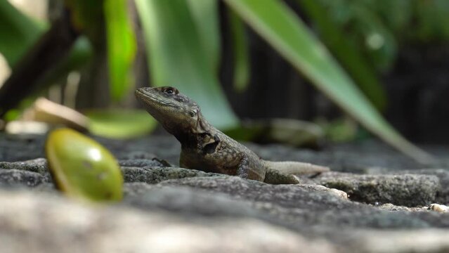 Beautiful Calango lizard free in nature in the park in Rio de Janeiro, Brazil. Selective focus.
