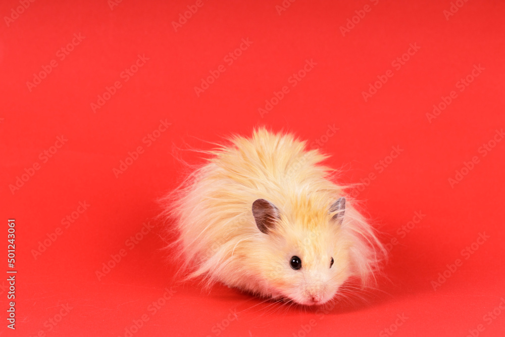 Canvas Prints fluffy angora hamster on a red background