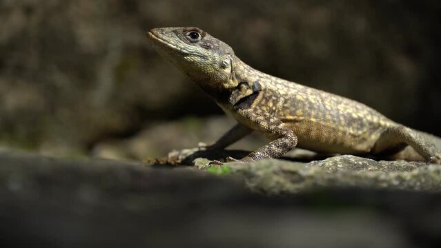 Beautiful Calango lizard free in nature in the park in Rio de Janeiro, Brazil. Selective focus.