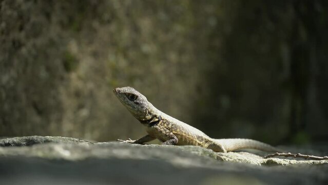 Beautiful Calango lizard free in nature in the park in Rio de Janeiro, Brazil. Selective focus.