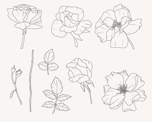 doodle line art rose flower bouquet elements collection