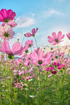 Cosmos Flower Field at Fujiwara Palace Ruin（藤原宮のコスモス畑）