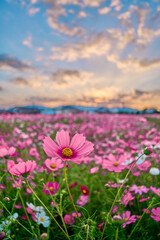 Obraz premium Cosmos Flower Field at Fujiwara Palace Ruin（藤原宮のコスモス畑）