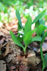 下を向く可愛いスズランの花びら