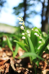 見上げるスズランの花びら