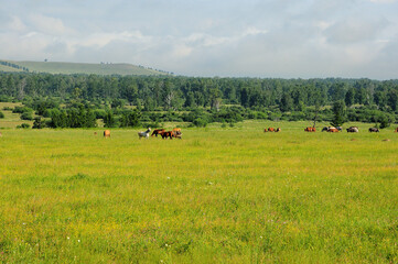 Fototapeta na wymiar A small herd of horses graze peacefully in a clearing at the edge of a forest surrounded by high hills.