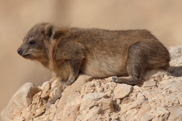 Rock Hyrax in the Desert