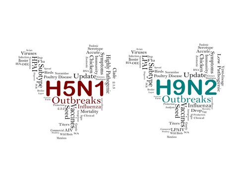 Avian Influenza virus subtype H5N1 and H9N2, illustrations