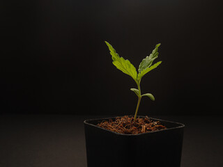 Cannabis seedling in a potted plant against a black background