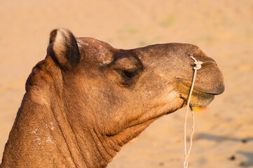 Portrait of a Camel, face while waiting for tourists for camel ride at Thar desert, Rajasthan,...
