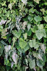 Various Caladium leaves background. Tropical pattern leaves wall background.