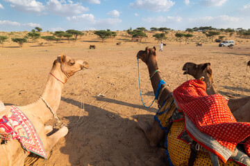 Camels with traditioal dresses, are waiting for tourists for camel ride at Thar desert, Rajasthan, India. Camels, Camelus dromedarius, are large desert animals who carry tourists on their backs.