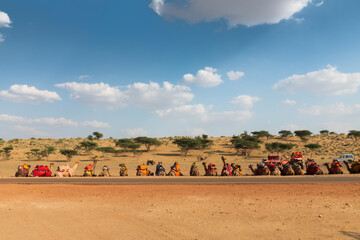 Camels of Thar desert , Rajasthan, India