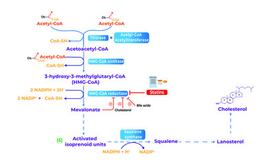 Cholesterol synthesis pathway