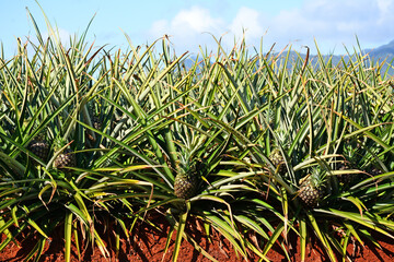 Young pineapple fields growing on the northshore of Oahu in Hawaii near Dole plantation - obrazy, fototapety, plakaty