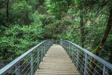 Obraz premium bridge in the forest