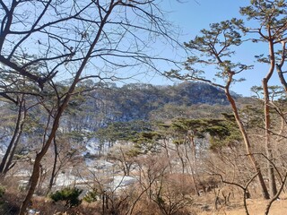 winter in south korea, tree, nature, 