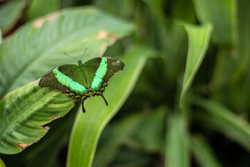 A green tropical butterfly with spread wings 