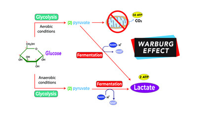 Warburg effect [aerobic glycolysis]