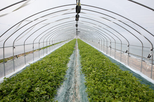 Agricultural Environment in Korea- Oriental Melon Growing in Greenhouse