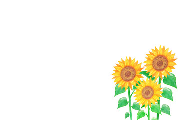 イラスト素材：水彩絵の具で手描きした向日葵の花畑と白背景　3本/複数/大輪の花
