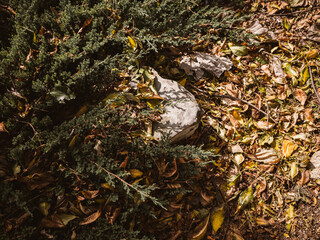 leaves on the ground