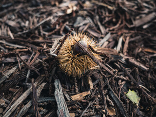 Chestnut husk