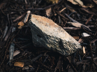 Rock in the forest