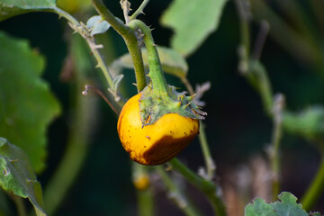 Eggplants  are spoiled by the disease, eggplant on plants caused by plant disease.