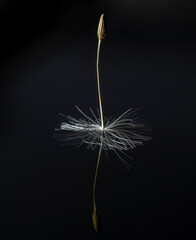 Single Dandelion (Taraxacum) seed isolated on black background with reflection.