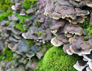 fungus on tree
