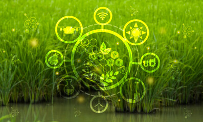 Rice seedlings in field,modern agriculture concept with connected icons related to smart agriculture  modern technology concept, cultivating ecological agricultural using innovative technologies.