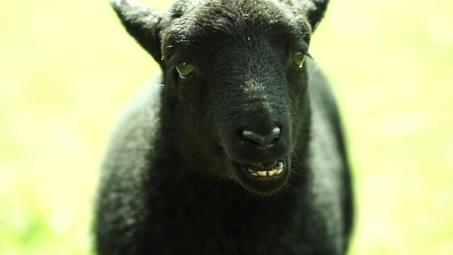 close up of a lambs head on a  farm bleating