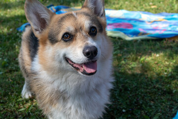 Happy corgi on summer day