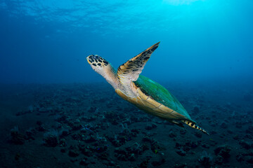 Hawksbill Turtle - Eretmochelys imbricata swims in the open sea. Underwater world of Tulamben, Bali, Indonesia.