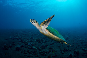 Naklejka na ściany i meble Hawksbill Turtle - Eretmochelys imbricata swims in the open sea. Underwater world of Tulamben, Bali, Indonesia.