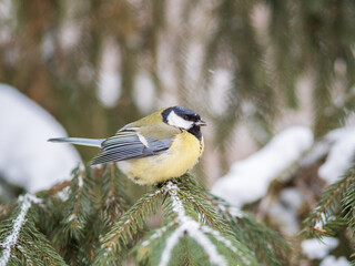 Cute bird Great tit, songbird sitting on the fir branch with snow in winter