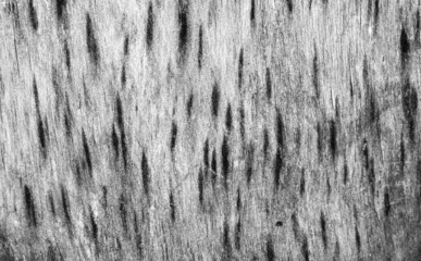 Old light color wood wall for seamless wood background and texture