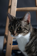 Cat Photography in Studio