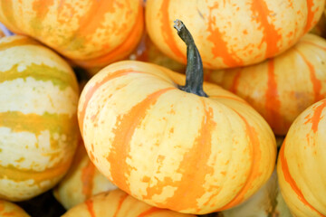 Many fresh ripe pumpkins as background, Pumpkins for sale