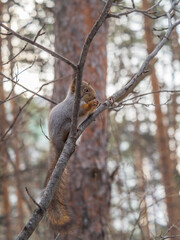 The squirrel with nut sits on tree in the winter or late autumn