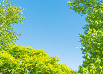 新緑と青空