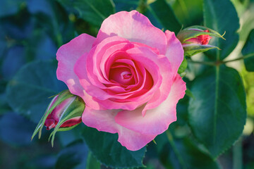 バラの花のクローズアップ　ストロベリーアイス