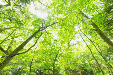 雑木林の木々に絡まるヤマフジのつる