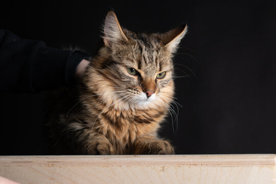 Cat Photography in Studio