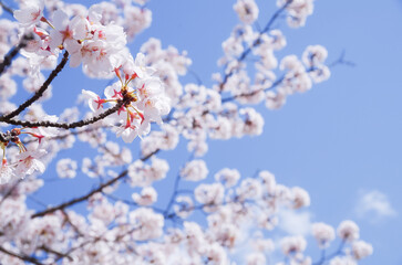 桜と青い空