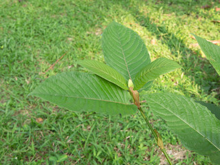 Mitragyna speciosa is a green leafy plant in the coffee family. It is a plant native to Southeast Asia. especially in Thailand, Indonesia, Malaysia, Myanmar and Papua New Guinea