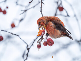 Red Crossbill male sitting on the tree branch and eats wild apple berries. Crossbill bird eats berries.
